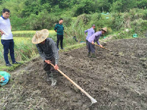 止马镇双坑药材种植项目初具规模 _要闻视频