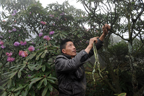 建书、周小芳夫妇:坚守十年:播下的杜鹃种子已