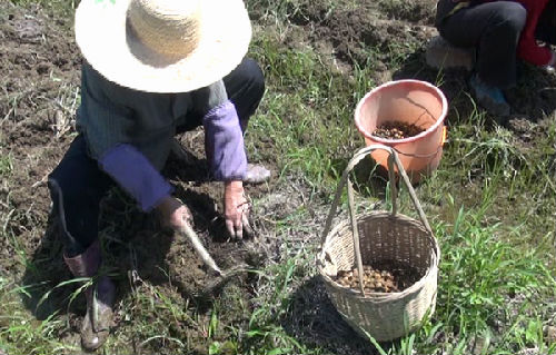 司前乡推广中药材元胡种植项目 _要闻视频