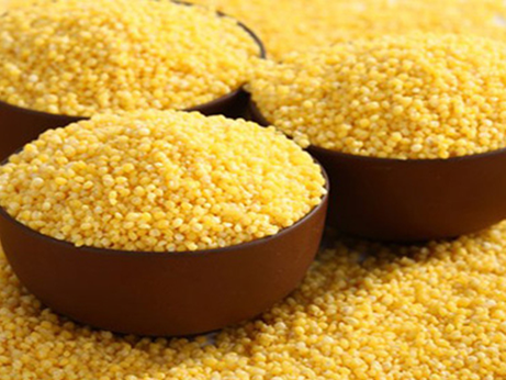 蔚县桃花小米上市 益海嘉里产业扶贫落地有声