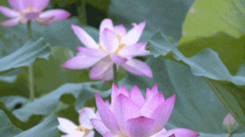 通州第一波荷花开啦！快来打卡～