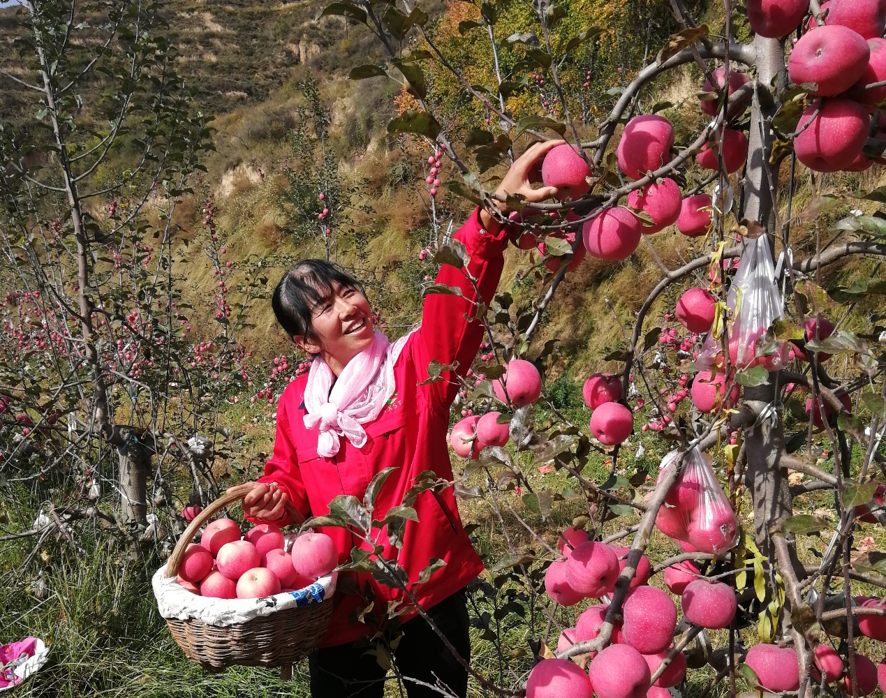 刘宏英：科普赋能种植路，点“果”成金富乡户