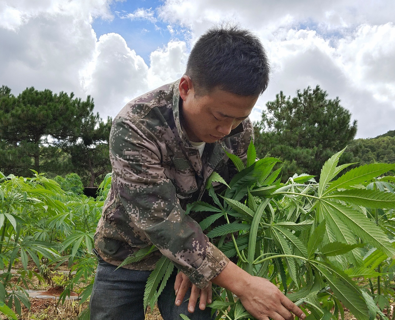 木丽海：工业大麻株株旺，山里育出“金种子”