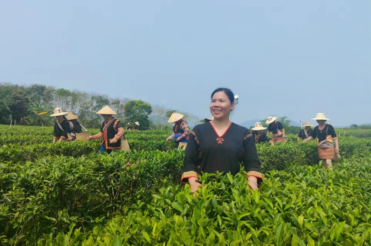 符小芳：返乡“种”梦，领航“茶”路共富航