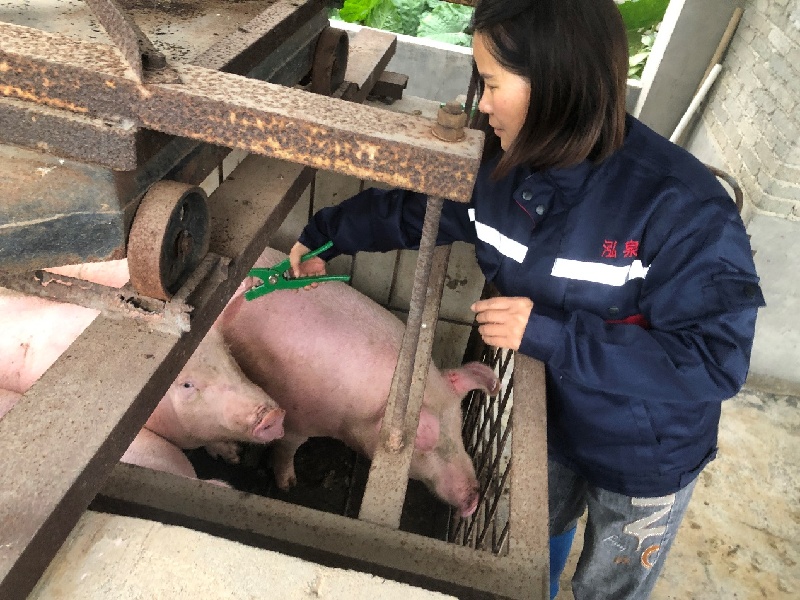 张元珍：养殖能手巧施技，生猪拱出致富迹