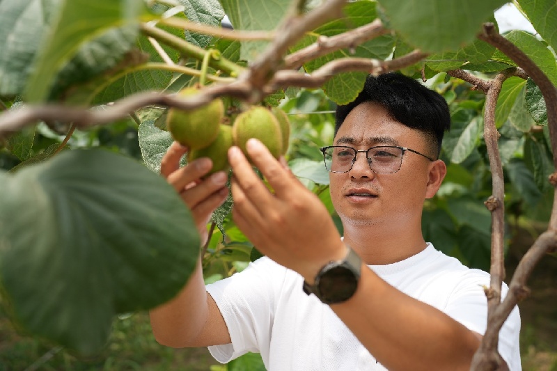 毛丹：青春闪烁田野，果香溢满乡间