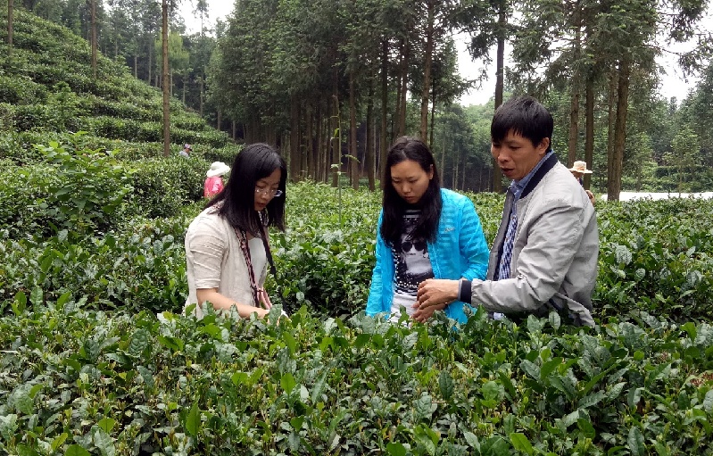 廖梓婷：“秀岭”育香茗，致富迎春天