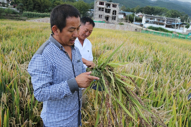 杨嵘平：巧借数字东风，电商带领农业“加速跑”