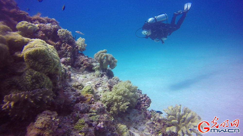 科学纪录片《守护南海珊瑚林》幕后花絮