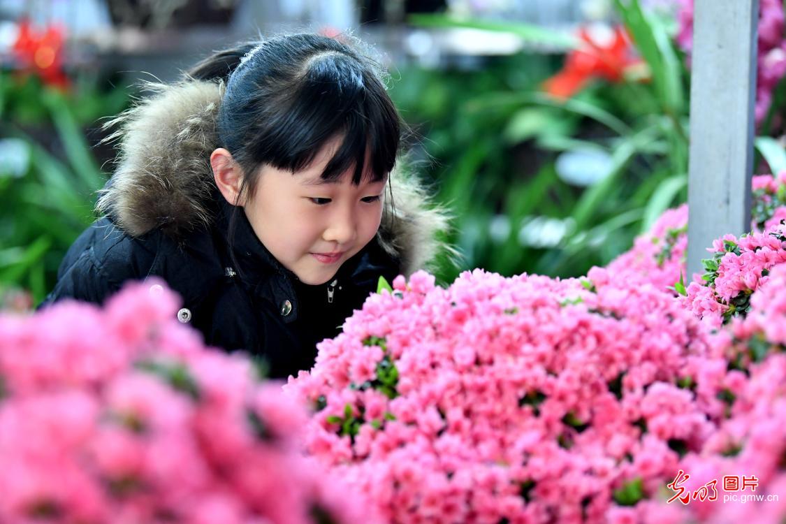 合肥：买盆鲜花迎新年