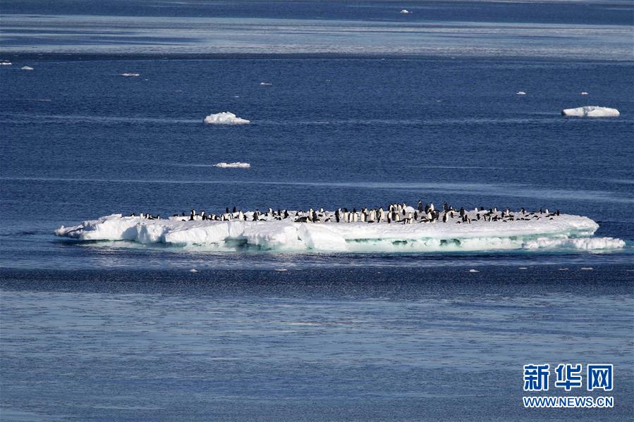 （第35次南极科考·图文互动）（6）特写：南极西冰架的冰山与动物世界 