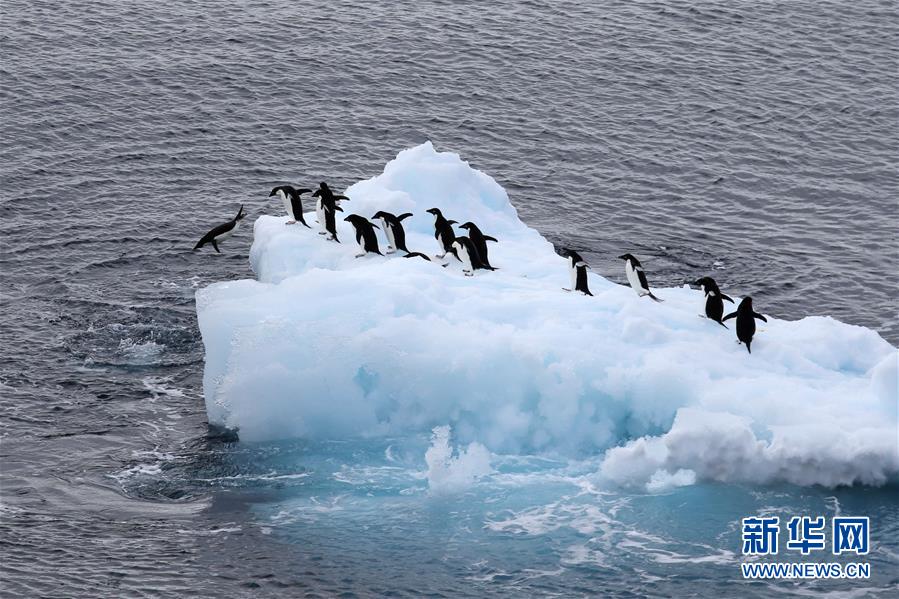 （第35次南极科考·图文互动）（7）特写：南极西冰架的冰山与动物世界 