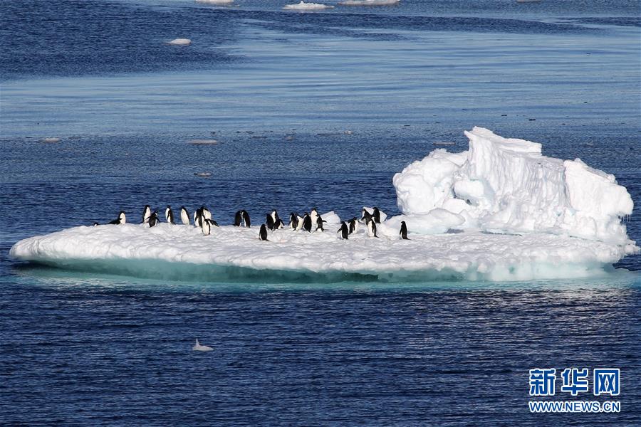 （第35次南极科考·图文互动）（10）特写：南极西冰架的冰山与动物世界 