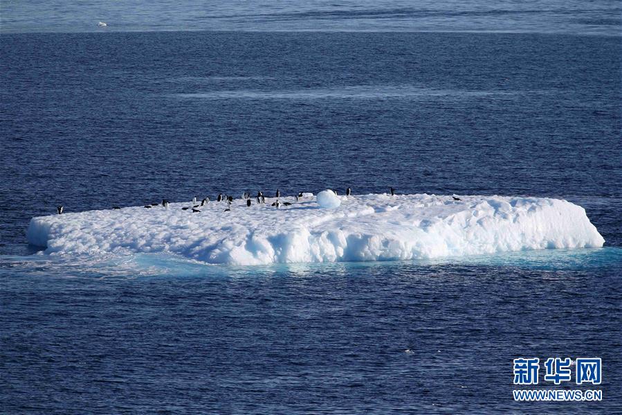 （第35次南极科考·图文互动）（11）特写：南极西冰架的冰山与动物世界 