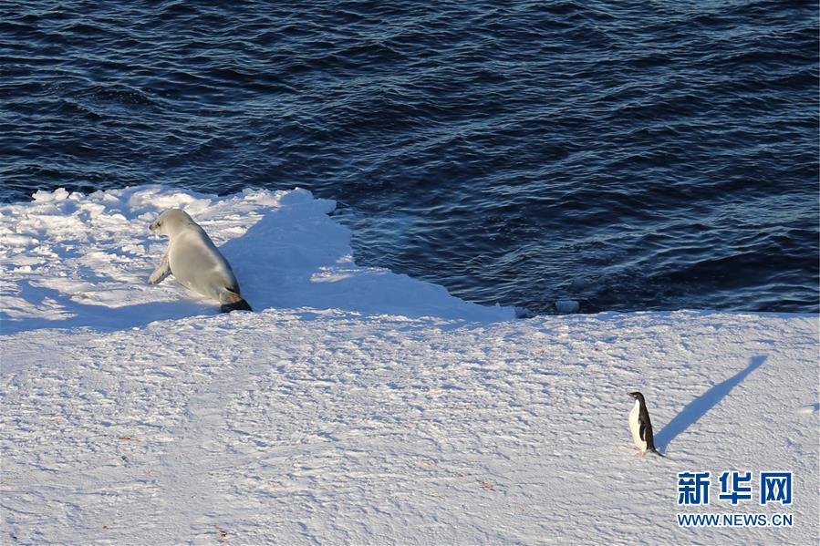 （第35次南极科考·图文互动）（12）特写：南极西冰架的冰山与动物世界 