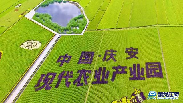 【新时代东北振兴】庆安稻作文化公园：打造稻作文化名片