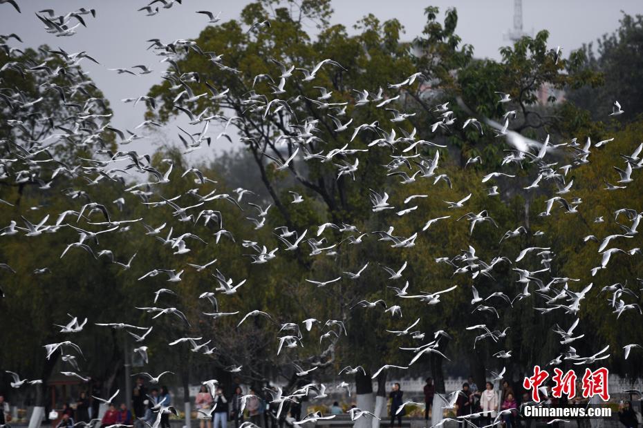 万只红嘴鸥飞抵昆明过冬 万只红嘴鸥飞抵昆明过冬