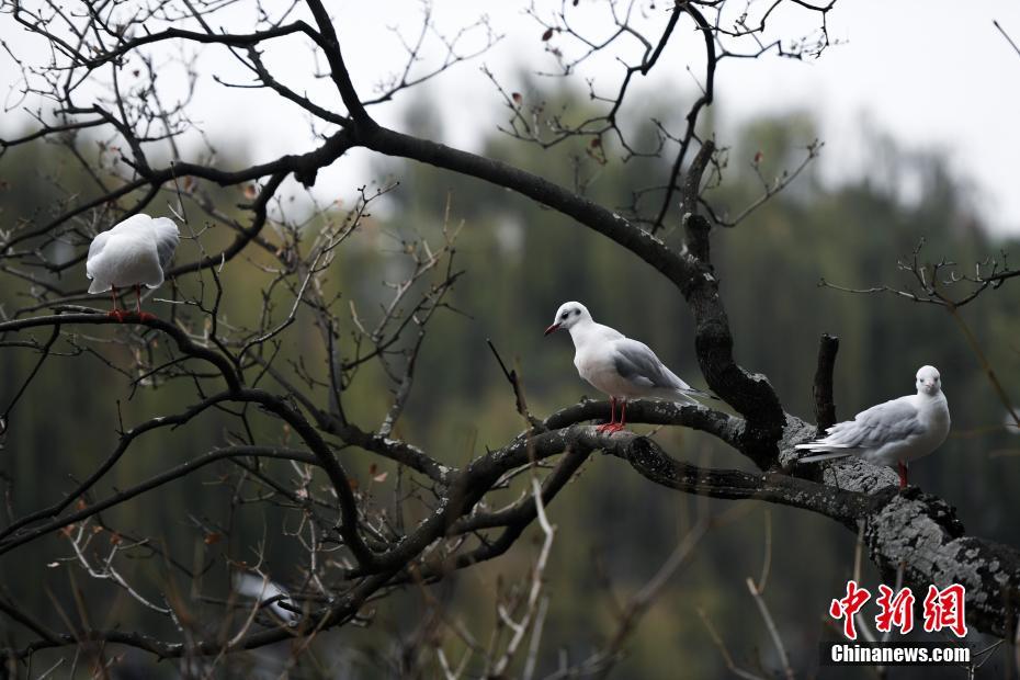 万只红嘴鸥飞抵昆明过冬 万只红嘴鸥飞抵昆明过冬