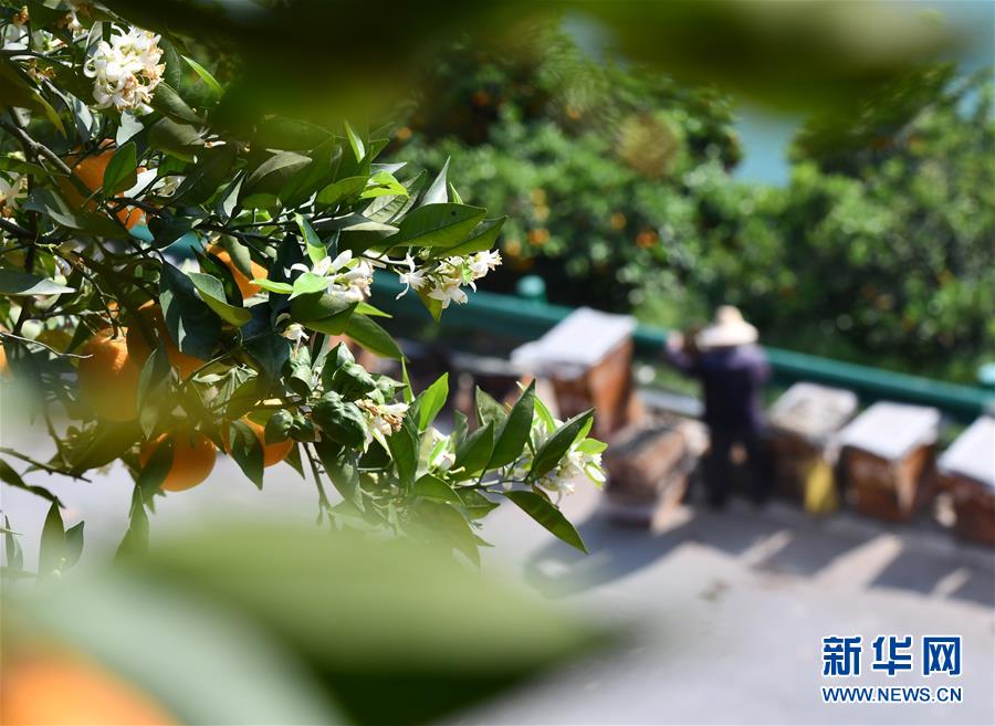 有声音乐图书