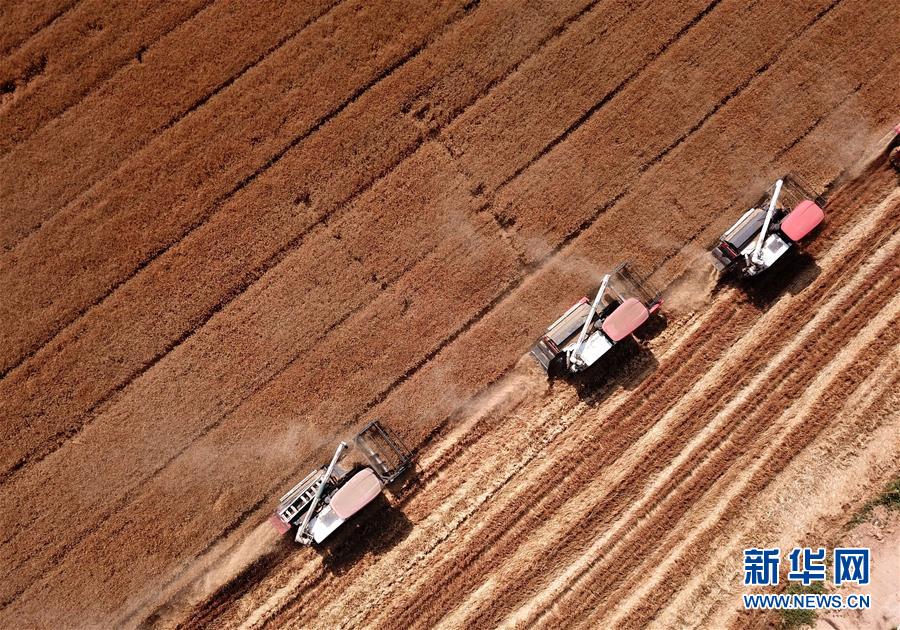 安徽：小麦收割忙