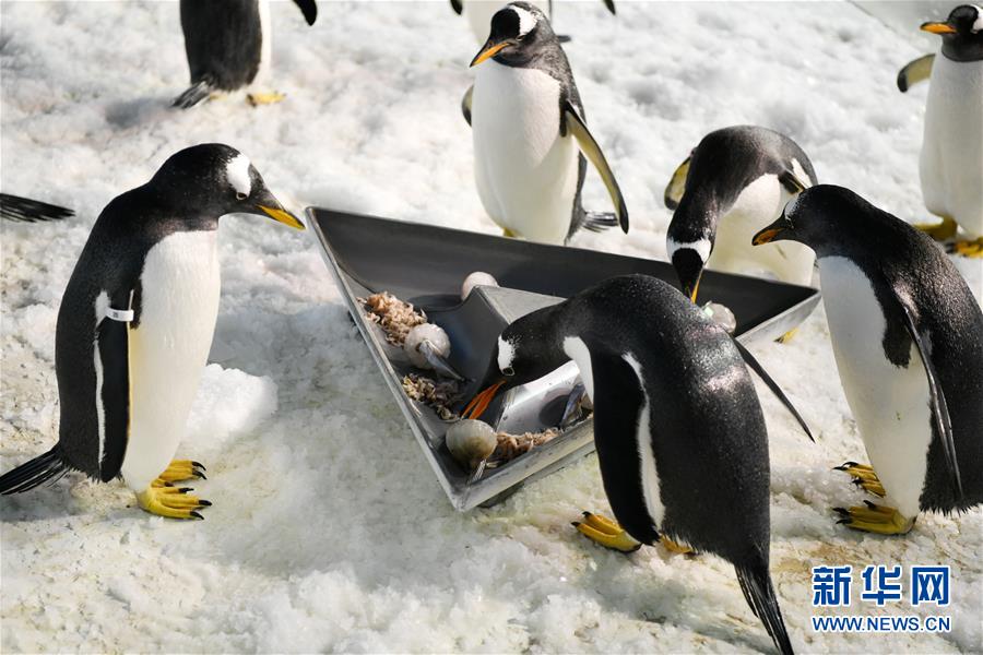 肺炎疫苗接种的必要性