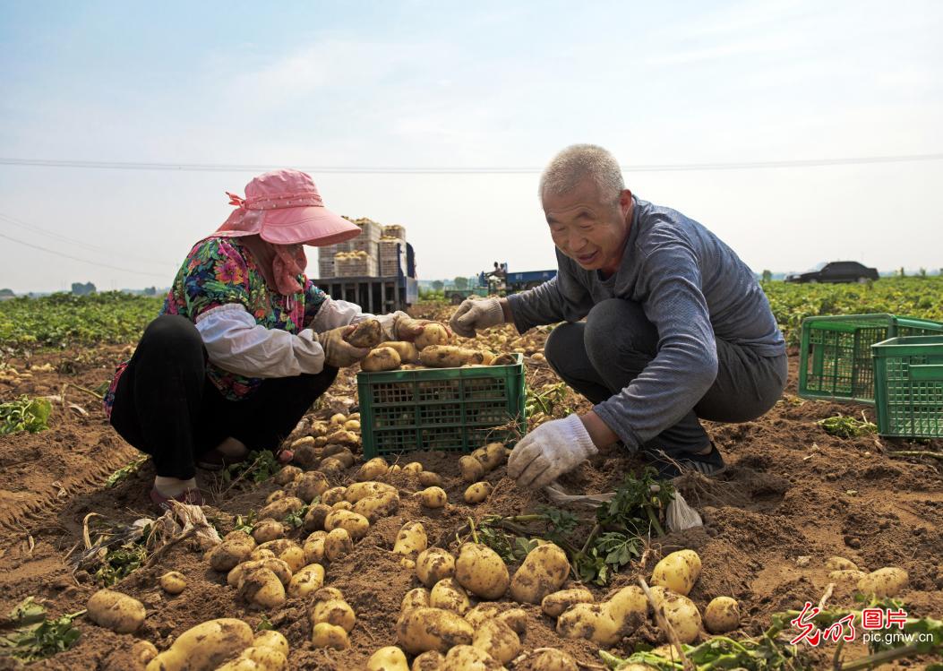 山东胶州：土豆变“金豆”助农增收