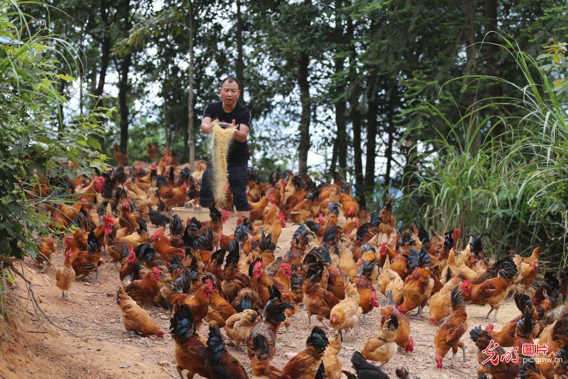 贵州锦屏：林下养鸡敲开“致富门”