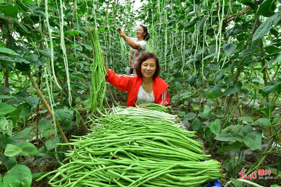 贵州锦屏：种好“菜园子”鼓起“钱袋子”