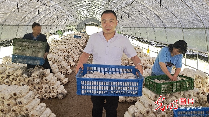 航天科技集团定点帮扶的太白县红星村大棚蘑菇喜获丰收