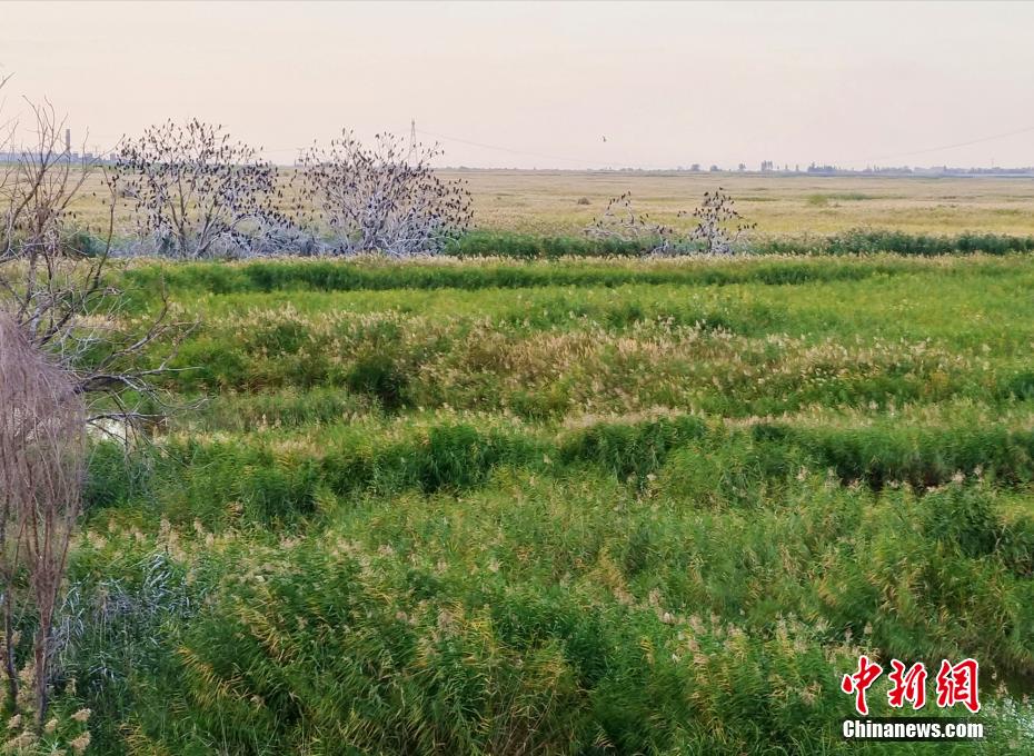 新疆玛纳斯湿地展现金秋韵味