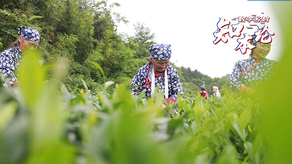 数字乡村知本论丨桑植白茶出山 数字化赋能乡村振兴