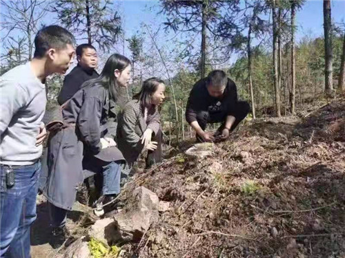 湖南安化：发展林下黄精种植助推乡村振兴