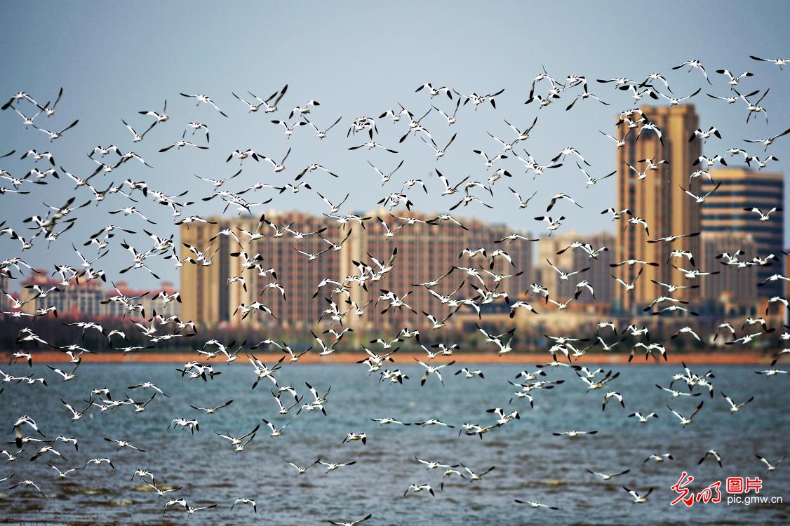 成群鹬鸟飞抵青岛海岸