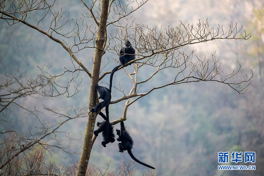 重庆南川：黑叶猴喜添“猴宝宝”