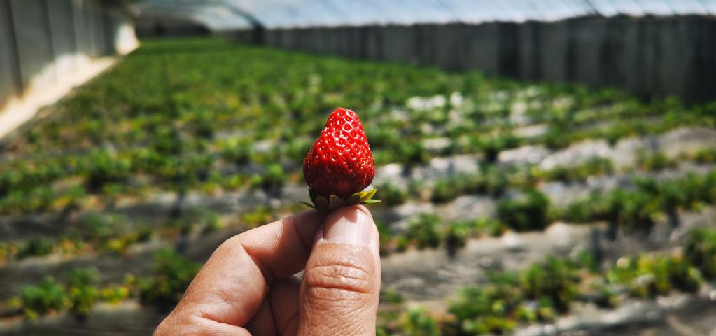 海拔4300米的草莓是什么“味道”？记者带你到“世界屋脊的屋脊”品味