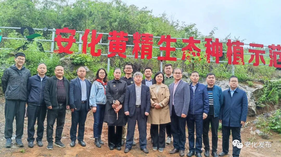 湖南省中药材产业技术体系专家调研安化县黄精产业