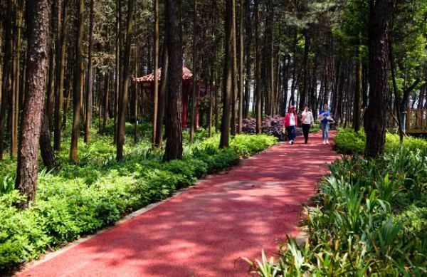 重庆玉峰山森林公园图片