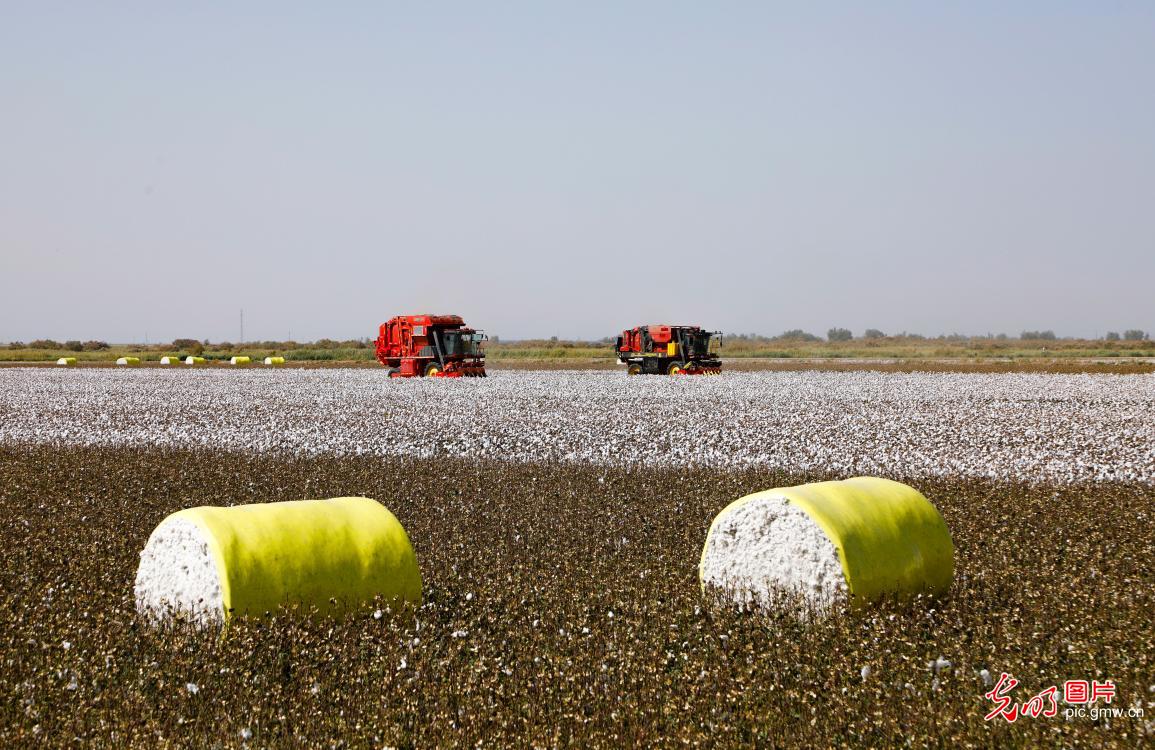 新疆尉犁：101万亩棉花开始采摘