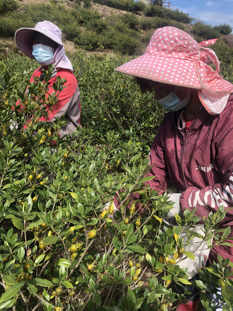 泰顺“栀子花镇”：“颜值”变“价值”，一朵花开出一个共富产业 光明网