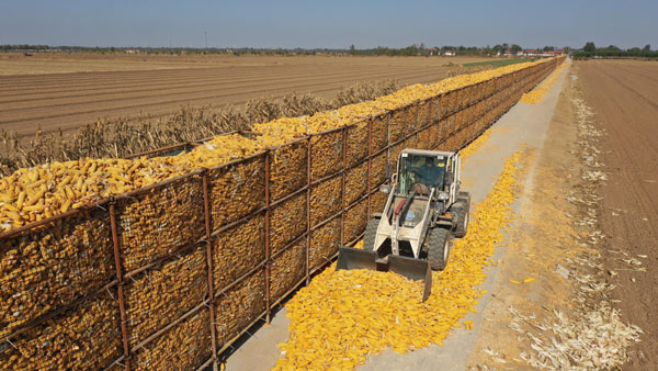 山东乐陵：田间地头建起粮囤“玉米墙”