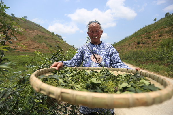 2022'光彩之星项目|贵州天牧农业开发有限责任公司花椒全产业链项目：粒粒花椒铺出共同富裕路