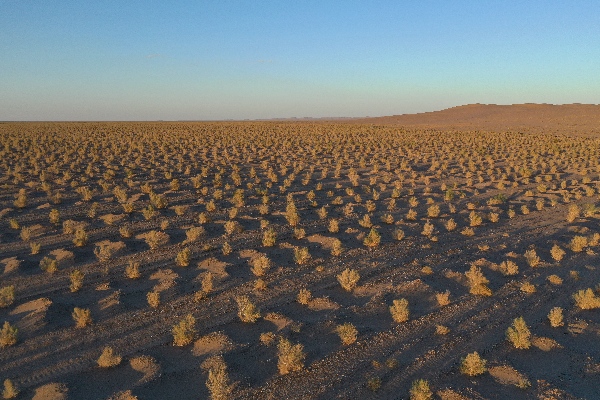 2022'光彩之星项目|大漠农林生态产业股份公司荒漠化治理项目：在戈壁播撒绿色希望，为荒漠铸造生态屏障