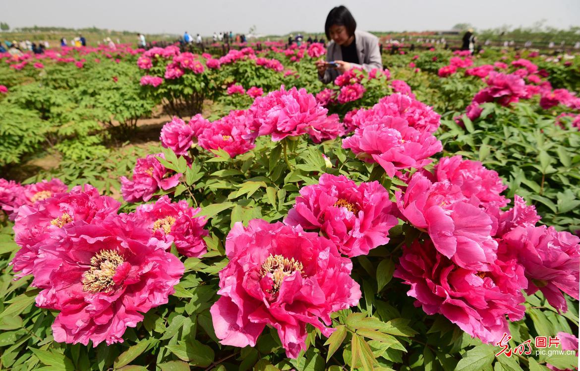 【消费提振】以花为媒催生美丽经济