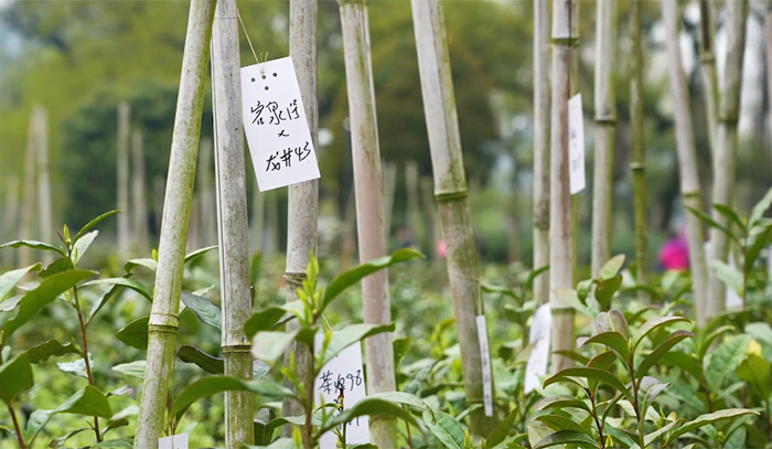 探访国家茶树种质资源圃：如何从种子银行“提现”？