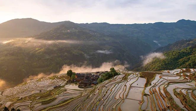 稻鱼鸭共生：这一人工生态系统何以在黔东南流传千年？
