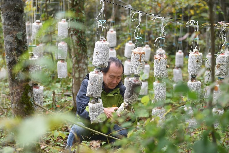 秘境神农架