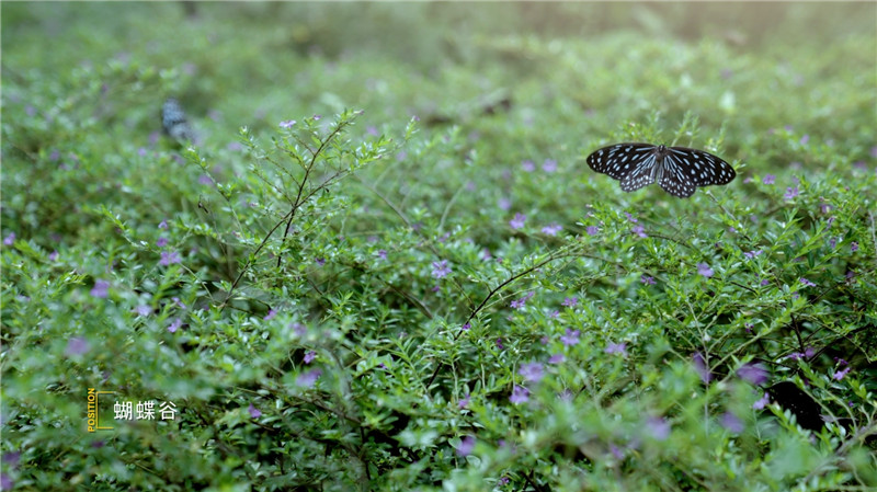 这有一份肇庆观鸟攻略,请查收! 这有一份肇庆观鸟攻略,请查收!