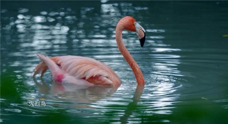 这有一份肇庆观鸟攻略,请查收! 这有一份肇庆观鸟攻略,请查收!