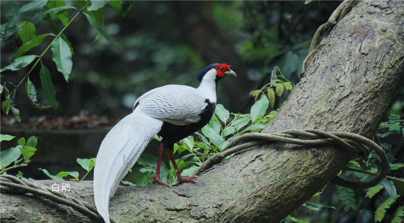 这有一份肇庆观鸟攻略,请查收! 这有一份肇庆观鸟攻略,请查收!