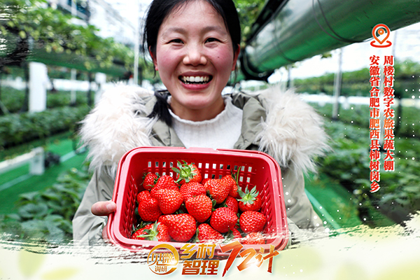 【见微调研丨乡村智理72计】空中草莓迎游客 休闲农业促增收